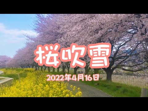 羽茂川の桜。2022年4月16日に羽茂のムサシ辺りの川沿いの桜を見に行きました。桜吹雪、絵になりますね！新穂のおかめパンは地元の果物を使って焼いたパン、とても美味しかった！妙宣寺の枝垂れ桜もきれい‼️