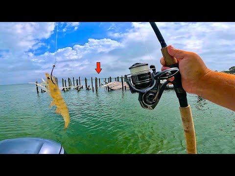 I Tossed a LIVE! BAIT under an Abandoned Pier and Caught THIS! [Multiple Species]