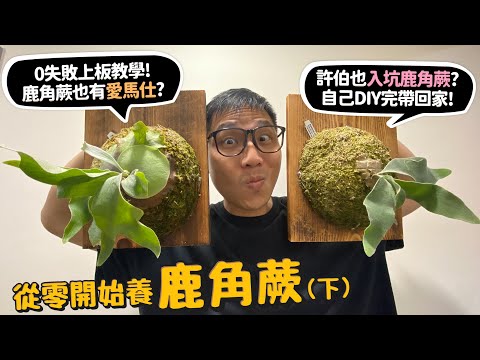 【從零開始養】鹿角蕨(下)0失敗上板教學!鹿角蕨也有愛馬仕、金鋼狼?許伯也入坑鹿角蕨?DIY完帶回家!【許伯簡芝】