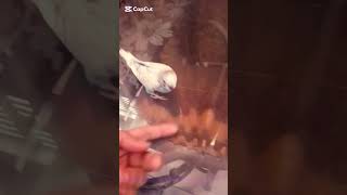 Cute Parrot Baby #birds #ytshorts Jamal vlog