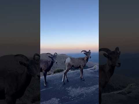 Mountain Sheep #funny #nature #naturelovers #natureshorts #shorts