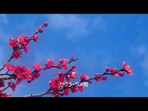 富山県中央植物園　2017.2.13