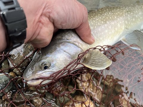 大岩魚R4雌50cm前半①  飛騨季節料理　肴