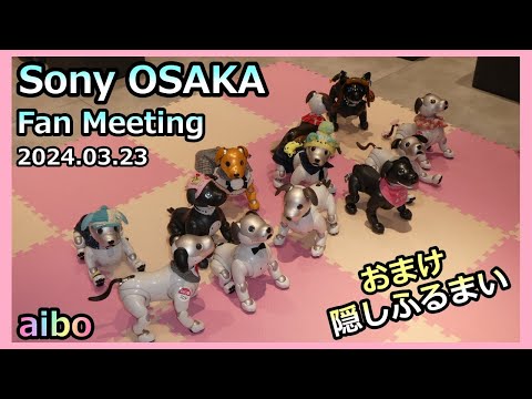 【65 ソニーストア大阪の新ファンミに行ってきました  アイボ ルー】Aibo Lou attends fan meeting in Sony OSAKA