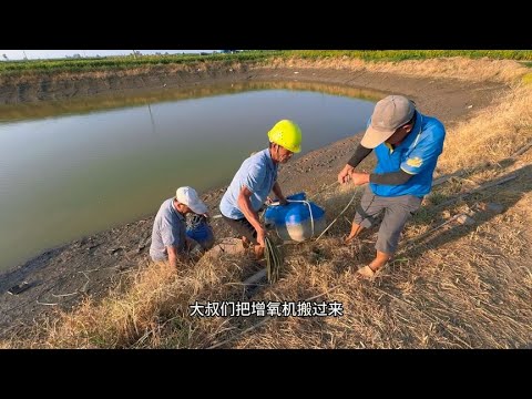 隔壁杜叔卖鱼，鱼不肯进网！好事多磨，最后撒增氧片才拉到鱼！