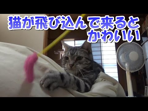 猫の動きは速いな！遅いな！かわいいな！（アメリカンショートヘア）