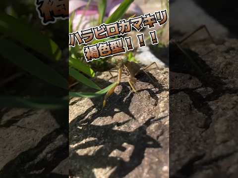 見つけてしまった...！激レアカマキリ！！ #昆虫 #虫取り #カマキリ #褐色 #insects #shorts