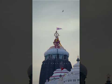 Flag changing ritual of Shree Jagannath temple puri ✨❤️🙏🏻#shorts #shortvideo #youtube #jagannath