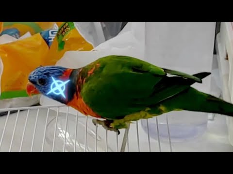 ［惡霸呆鳥日常#1］抹布控鸚鵡，最佳shot杯代言鳥 #parrot #video