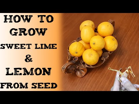 how to grow sweet lime & lemon from seed 如何从种子中种植柠檬树 ऐसे उगाये नींबू को बीज से Germinar limonero