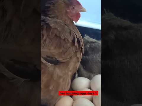 hen hatching eggs days 1