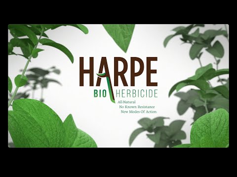 What’s Behind Harpe Bio’s Quick Rise In Modern Agriculture?