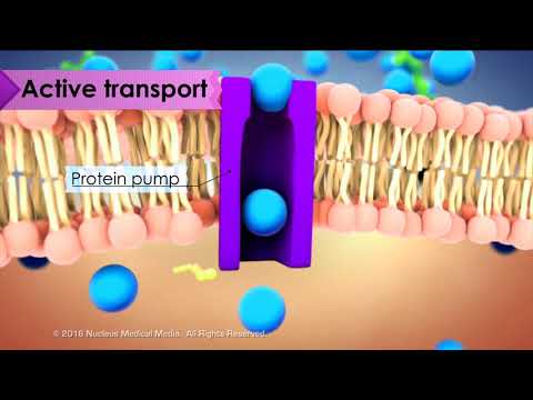 Overview of Cell Transport