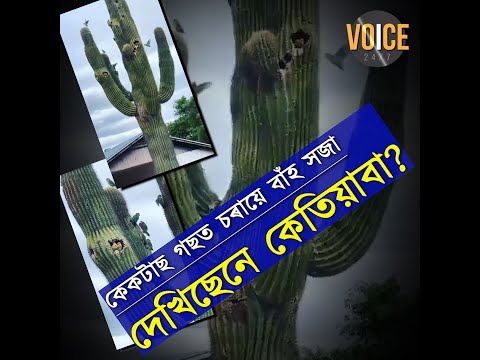 অত্যন্ত বিৰল কেকটাছত চৰায়ে বাস কৰা এই অপূৰ্ব দৃশ্য