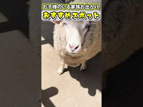 動物たちと遊ぶならここ！兵庫県にある【ヨーデルの森】　#shorts