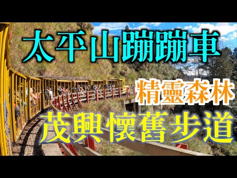 太平山充滿仙氣的茂興懷舊步道｜陽光灑落森林最是美麗｜純粹寧靜的山林