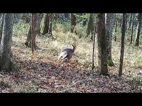 Christmas Weekend Smackdown!!! (Deer huntin up close)