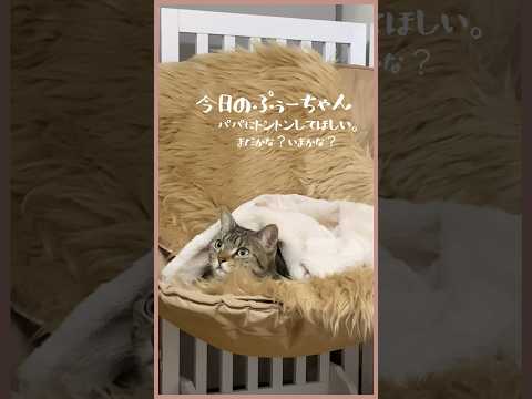 【トントン待ちの猫】パパのタイミングは…