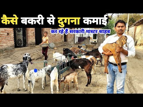 नौकरी के साथ बकरी पालन कैसे करें | how to manage goat farm | goat farming in india