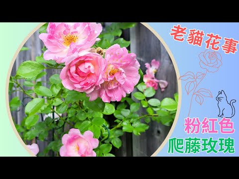 老貓花事 ——粉紅色爬藤玫瑰 #rose #爬藤玫瑰