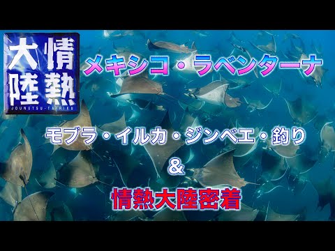 【情熱大陸密着】メキシコ・ラベンターナ⭐︎何が出てもおかしくない海⭐️数千匹のモブラ！イルカ！！　ジンベエ！！！　釣り！？