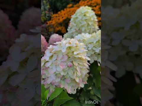 Vasaras vakars 18.08.2024#flowergarden #gardenideas #life#hortensia