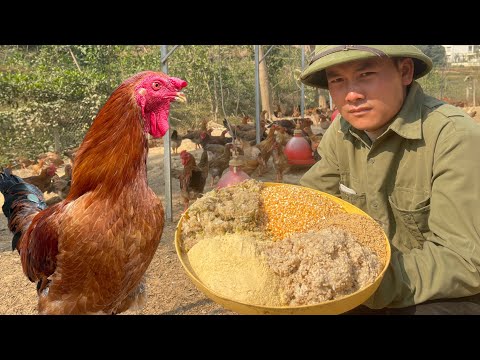 How to make organic feed from fermented rice for poultry at home is simple and anyone can do it.