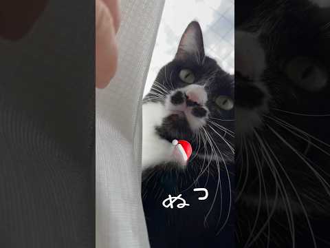 カーテン越しに凝視する猫 #shorts