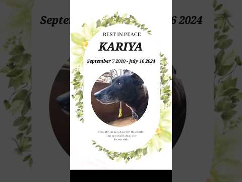 RIP kariya 😭😢💔 #RIP #dogshorts #doglover #petparent #kariya #heatbroken