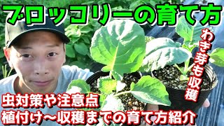 ブロッコリーの育て方　植付け　わき芽もザクザク収穫！虫除け対策