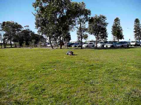 Fun at Dee Why doing cartwheels