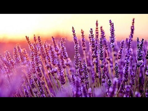 Relaxing Music for Stress Relief. Meditation Music. Sleep Music. Healing Therapy, Spa