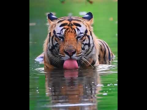 Wild Tiger in water #tiger #beautiful