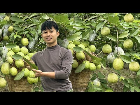 2 year living in forest, Harvest big guava fruit to market sell. Gardening, growing asparagus