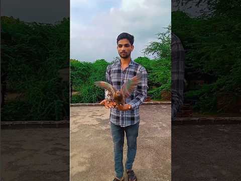 Pigeon Lover's #pigeon #shorts #shortsfeed #viralvideo #explore #petlover #trending #love #attitude