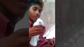 McStan😈 #shorts #shortsfeed #shortvideo #short #mcstan #kabootar #pigeon #mcstanbigboss