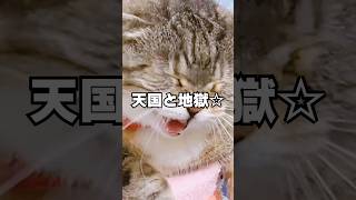 カリン様チャレンジをしたらりっちゃんに災難が😭 #猫