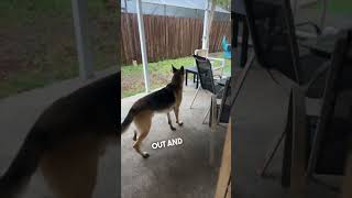 Her dog’s reaction getting scared by thunder is hilarious 😂