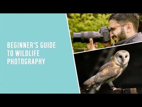 Beginner's guide to wildlife photography