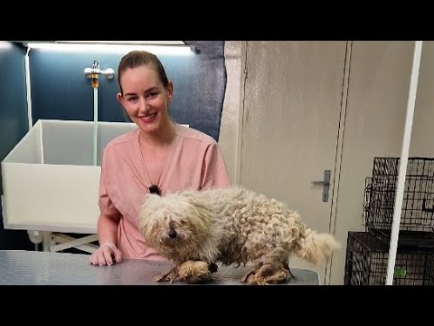 🔴 Live grooming neglected street dog