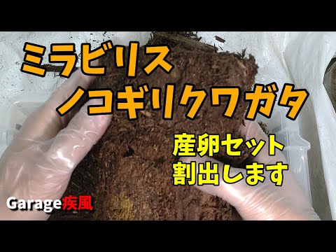 ミラビリスノコギリクワガタ　産卵セット　割出します　#クワガタ