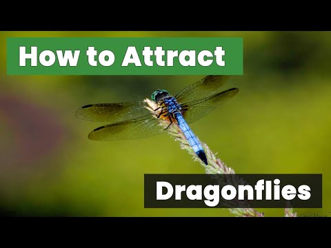 How to Attract Dragonflies Naturally: The Ultimate Solution Unveiled!