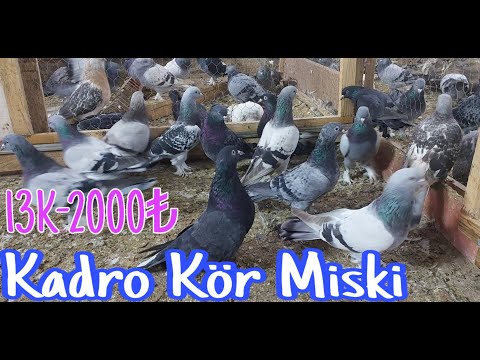 Kadro Kör Miski.