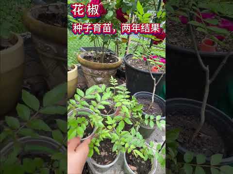 花椒从种子育苗，两年就能结果。#花椒种植及食用 （点击CC观看字幕）