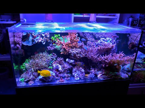 Revamping the Reef Aquascape and Addressing Monti Nudies