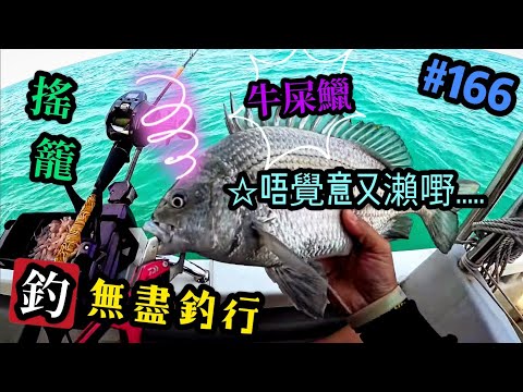 杜小銘的無盡釣行#166_#釣魚 #香港釣魚 #釣り #艇釣 #船釣 #雞魚 #白鱲 #誘餌籠 #搖籠 #五目釣り #牛屎鱲  #鱲魚 #黃腳鱲  #西水 #黑沙 #港水 #黑鱲