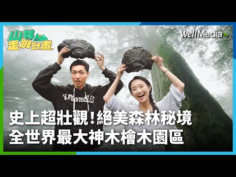 史上超壯觀！全世界最大神木檜木森林秘境在這！一探明池與千年檜木絕美風景 #明池 #棲蘭神木【山林走跳計畫】EP3 @WellMediaGlobal