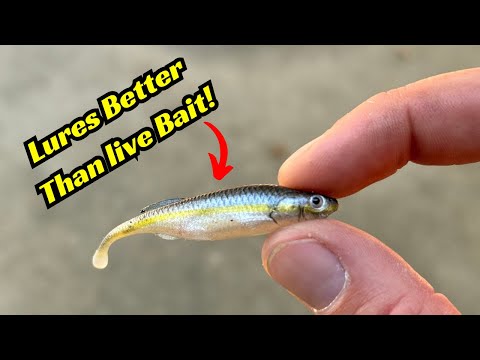 These Minnow Lures Are Better Than Live Bait!