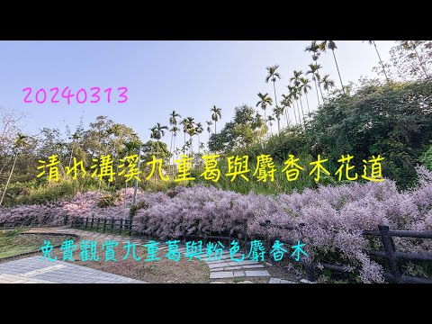 萬ㄟeye台灣20240313清水溝溪九重葛與麝香木花道   4K