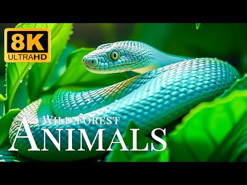 Wild Forest Animals 8K ULTRA HD🐾Relaxing Scenery Film With Gentle Music